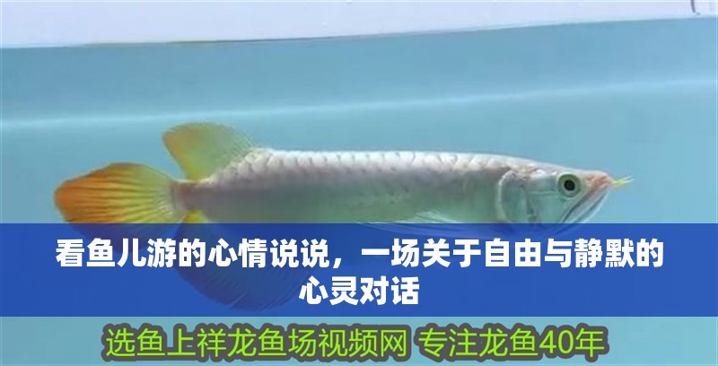 看魚兒游的心情說說，一場關(guān)于自由與靜默的心靈對話 看魚兒游的心情說說，一場關(guān)于自由與靜默的心靈對話 龍魚百科 第1張