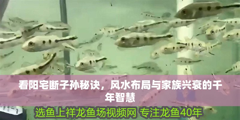 看陽(yáng)宅斷子孫秘訣,風(fēng)水布局與家族興衰的千年智慧 龍魚百科 第1張 看陽(yáng)宅斷子孫秘訣,風(fēng)水布局與家族興衰的千年智慧 看陽(yáng)宅斷子孫秘訣,風(fēng)水布局與家族興衰的千年智慧 龍魚百科 第1張