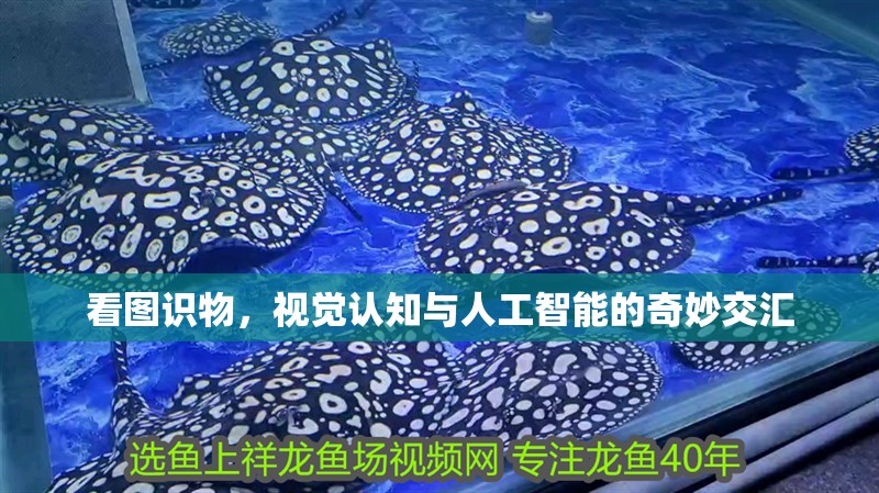 看圖識(shí)物，視覺(jué)認(rèn)知與人工智能的奇妙交匯