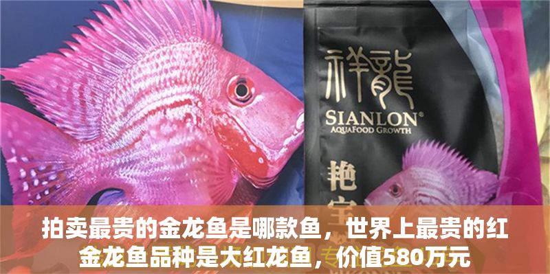 拍賣最貴的金龍魚是哪款魚，世界上最貴的紅金龍魚品種是大紅龍魚，價值580萬元