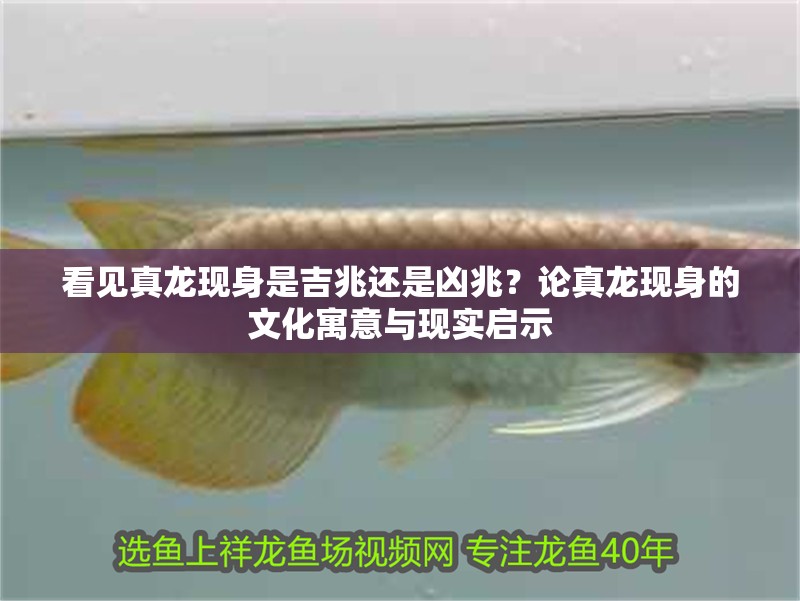 看見真龍現(xiàn)身是吉兆還是兇兆？論真龍現(xiàn)身的文化寓意與現(xiàn)實(shí)啟示