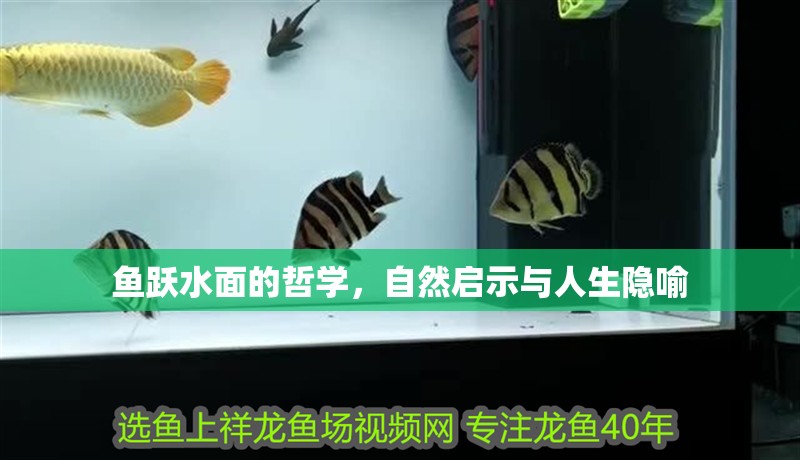 魚躍水面的哲學，自然啟示與人生隱喻 魚躍水面的哲學，自然啟示與人生隱喻 龍魚百科 第1張