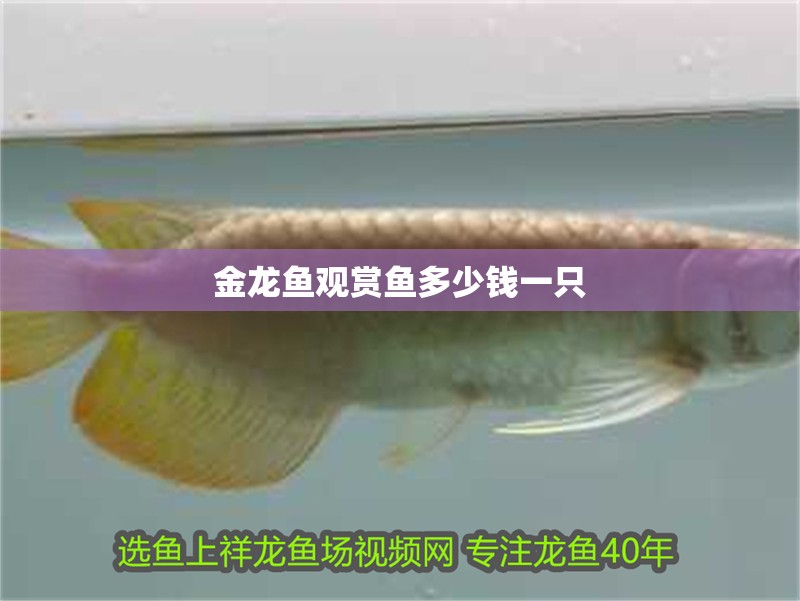 金龍魚觀賞魚多少錢一只