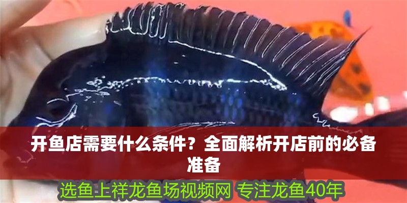 開魚店需要什么條件？全面解析開店前的必備準備