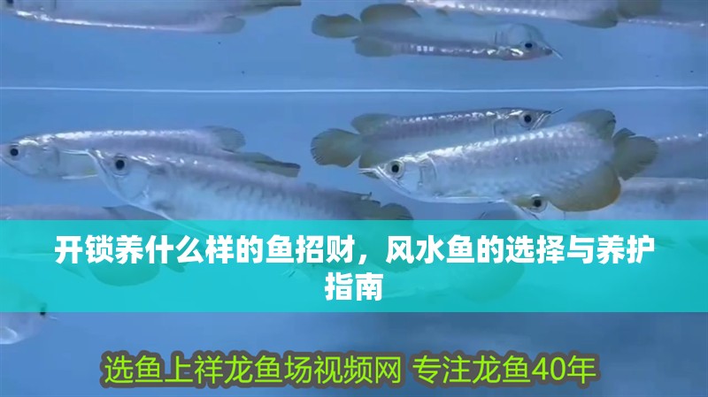 開鎖養什么樣的魚招財，風水魚的選擇與養護指南 開鎖養什么樣的魚招財，風水魚的選擇與養護指南 龍魚百科 第1張