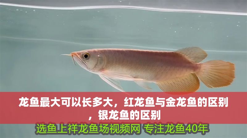 龍魚最大可以長多大，紅龍魚與金龍魚的區別，銀龍魚的區別