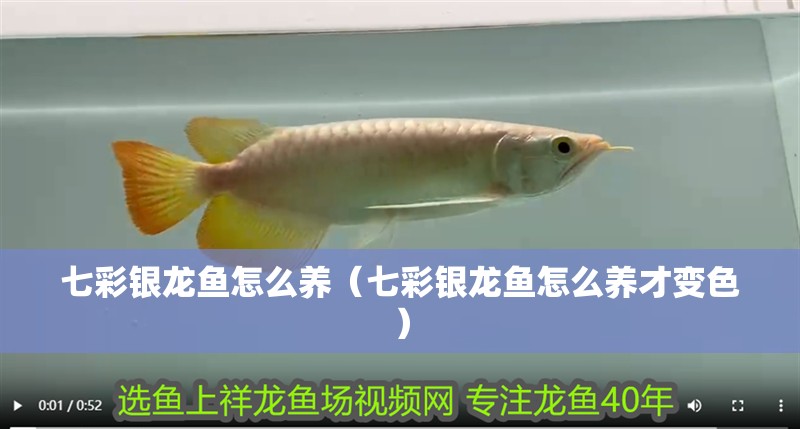 七彩銀龍魚怎么養(yǎng)（七彩銀龍魚怎么養(yǎng)才變色）