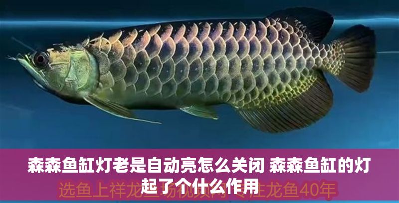 森森魚缸燈老是自動亮怎么關(guān)閉 森森魚缸的燈起了個(gè)什么作用