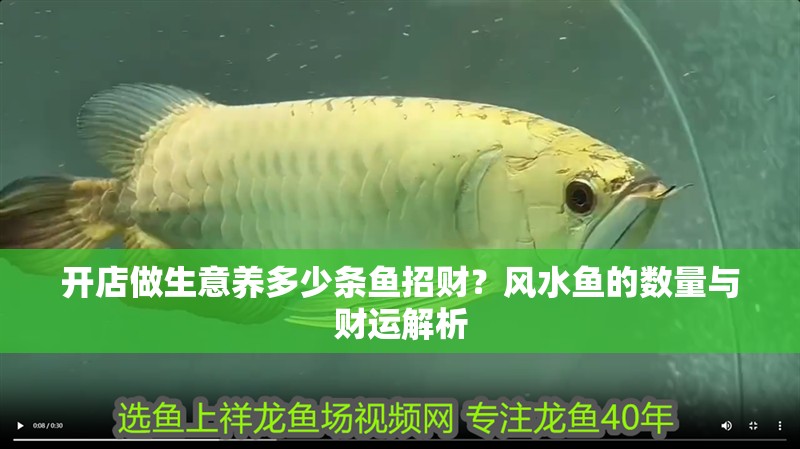 開店做生意養(yǎng)多少條魚招財？風(fēng)水魚的數(shù)量與財運解析