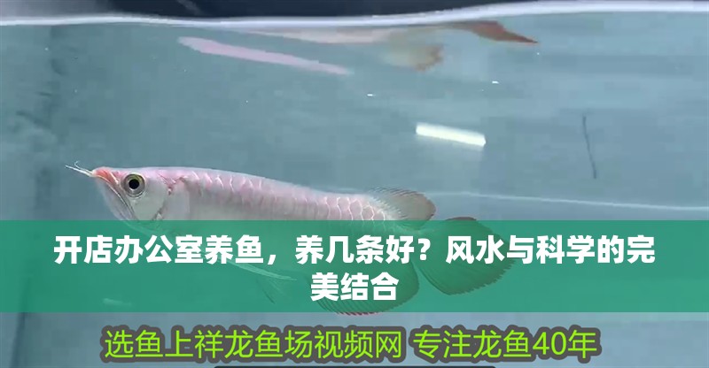 開店辦公室養魚，養幾條好？風水與科學的完美結合 開店辦公室養魚，養幾條好？風水與科學的完美結合 龍魚百科 第1張