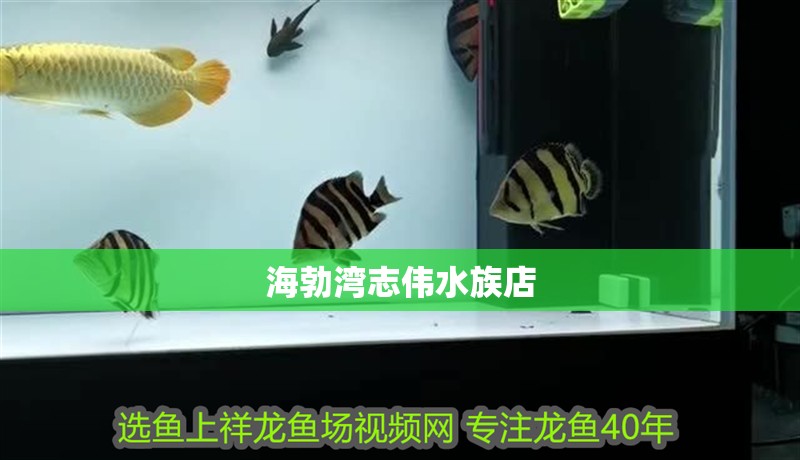 海勃灣志偉水族店 全國水族館企業名錄 第1張 海勃灣志偉水族店 海勃灣志偉水族店 全國水族館企業名錄 第1張