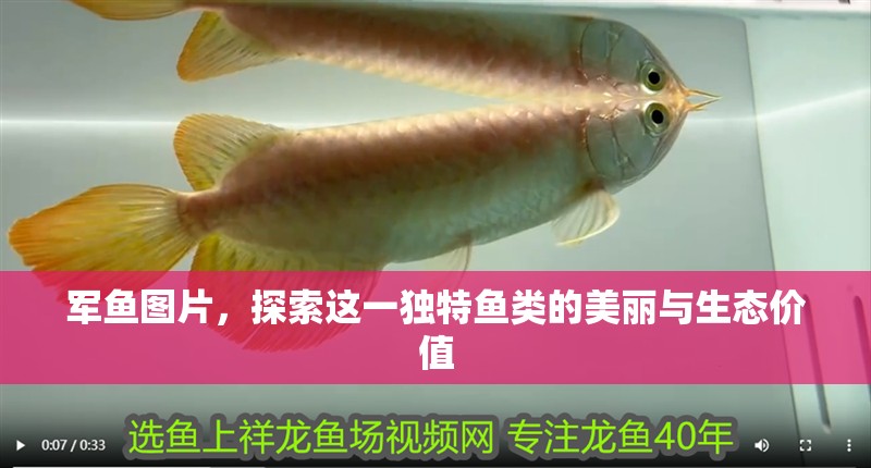 軍魚圖片，探索這一獨(dú)特魚類的美麗與生態(tài)價(jià)值 軍魚圖片，探索這一獨(dú)特魚類的美麗與生態(tài)價(jià)值 龍魚百科 第1張