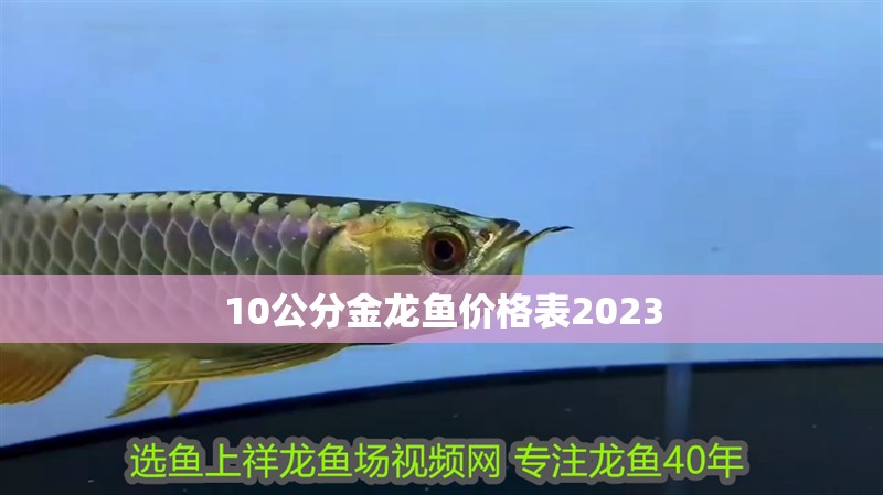 10公分金龍魚價格表2023 龍魚百科 第1張 10公分金龍魚價格表2023 10公分金龍魚價格表2023 龍魚百科 第1張