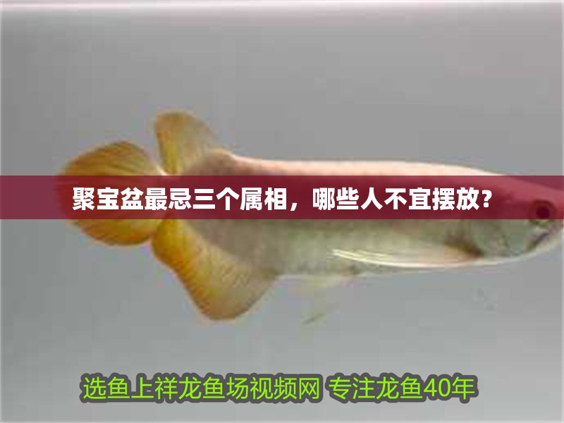 聚寶盆最忌三個(gè)屬相，哪些人不宜擺放？