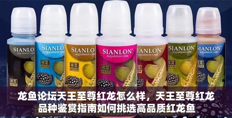 龍魚論壇天王至尊紅龍怎么樣，天王至尊紅龍品種鑒賞指南如何挑選高品質紅龍魚 龍魚論壇天王至尊紅龍怎么樣，天王至尊紅龍品種鑒賞指南如何挑選高品質紅龍魚 龍魚百科 第2張