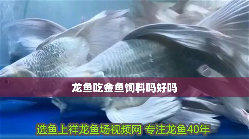 龍魚吃金魚飼料嗎好嗎