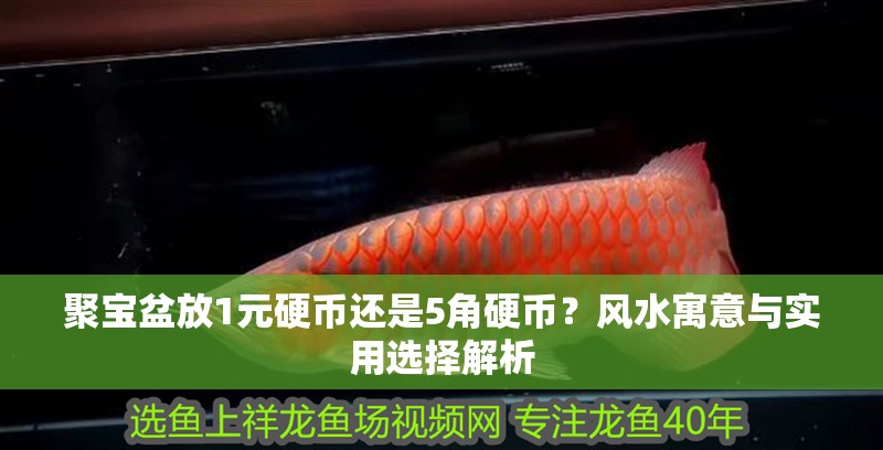 聚寶盆放1元硬幣還是5角硬幣？風水寓意與實用選擇解析