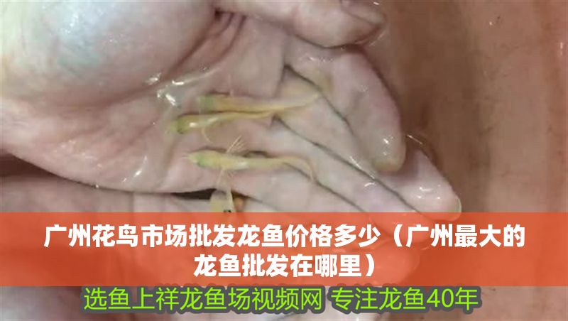廣州花鳥市場批發(fā)龍魚價格多少（廣州最大的龍魚批發(fā)在哪里）