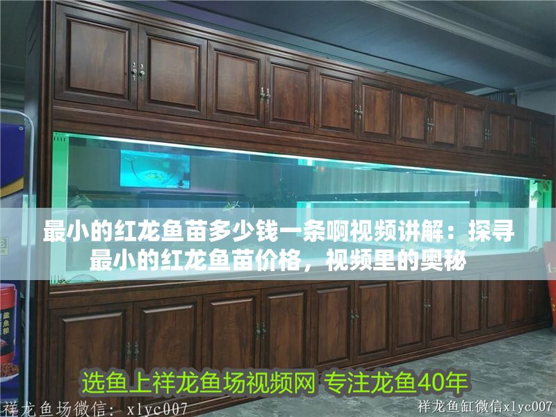 最小的紅龍魚苗多少錢一條啊視頻講解：探尋最小的紅龍魚苗價格，視頻里的奧秘