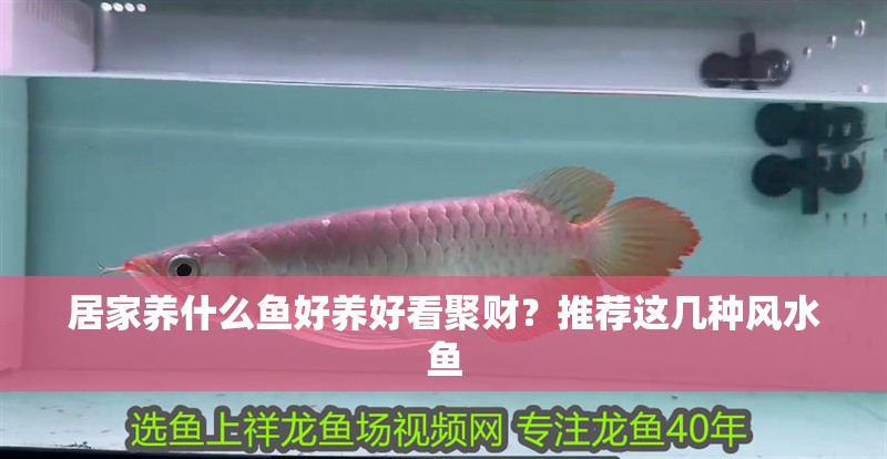 居家養(yǎng)什么魚好養(yǎng)好看聚財？推薦這幾種風(fēng)水魚
