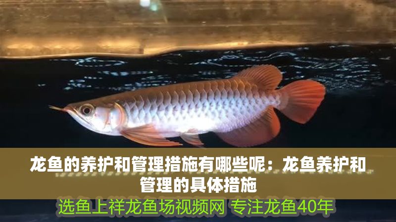 龍魚的養護和管理措施有哪些呢：龍魚養護和管理的具體措施