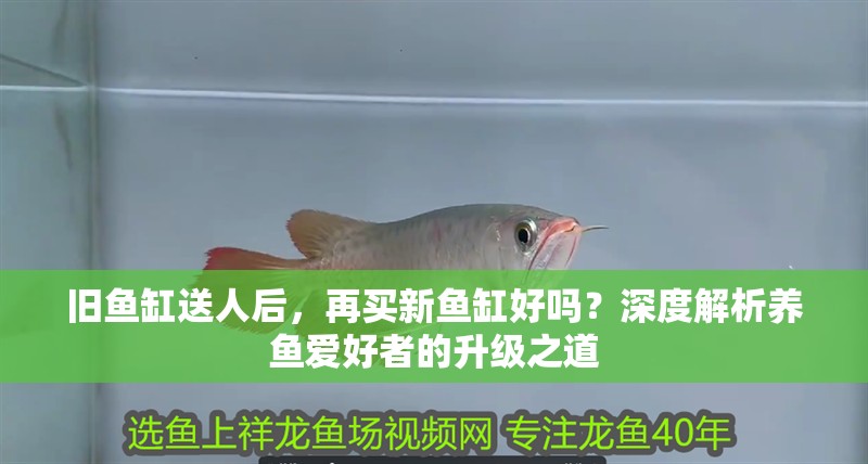 舊魚缸送人后，再買新魚缸好嗎？深度解析養魚愛好者的升級之道