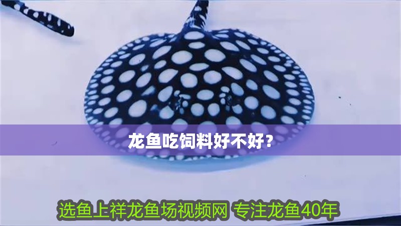 龍魚吃飼料好不好？ 龍魚吃飼料好不好？ 龍魚百科 第1張