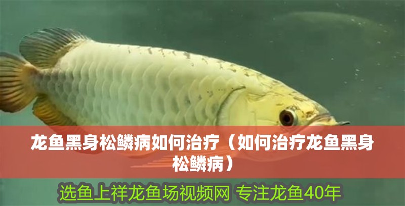 龍魚黑身松鱗病如何治療（如何治療龍魚黑身松鱗病）