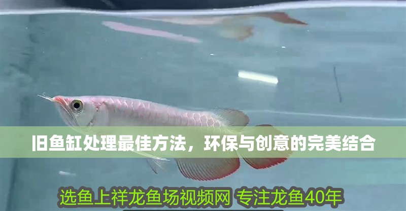 舊魚缸處理最佳方法,環保與創意的完美結合 龍魚百科 第1張 舊魚缸處理最佳方法,環保與創意的完美結合 舊魚缸處理最佳方法,環保與創意的完美結合 龍魚百科 第1張
