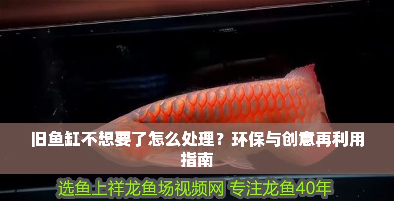 舊魚缸不想要了怎么處理？環保與創意再利用指南