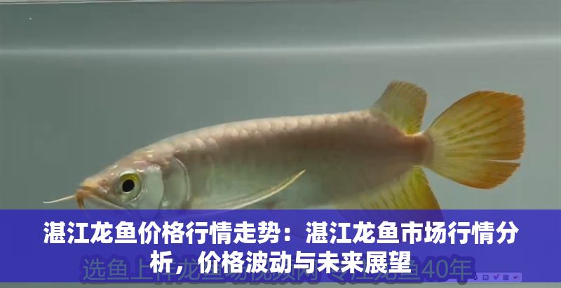 湛江龍魚價格行情走勢：湛江龍魚市場行情分析，價格波動與未來展望