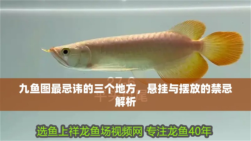 九魚圖最忌諱的三個地方，懸掛與擺放的禁忌解析 九魚圖最忌諱的三個地方，懸掛與擺放的禁忌解析 龍魚百科 第1張