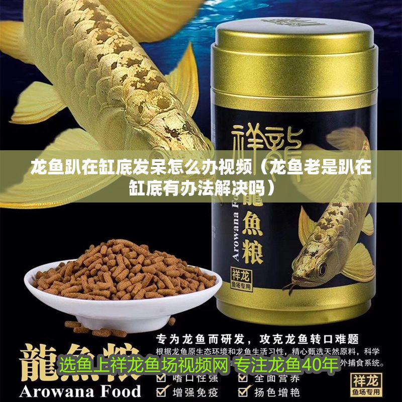 龍魚趴在缸底發呆怎么辦視頻（龍魚老是趴在缸底有辦法解決嗎）