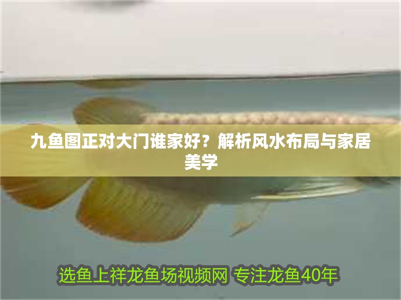 九魚圖正對大門誰家好？解析風水布局與家居美學