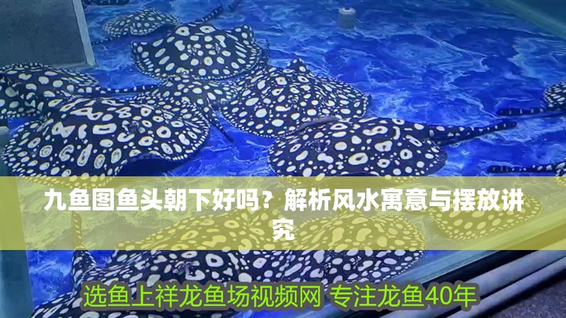 九魚圖魚頭朝下好嗎？解析風水寓意與擺放講究