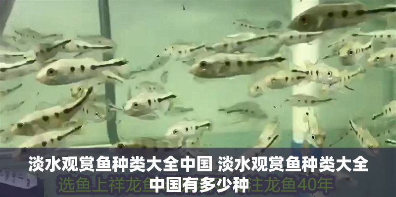 淡水觀賞魚種類大全中國 淡水觀賞魚種類大全中國有多少種
