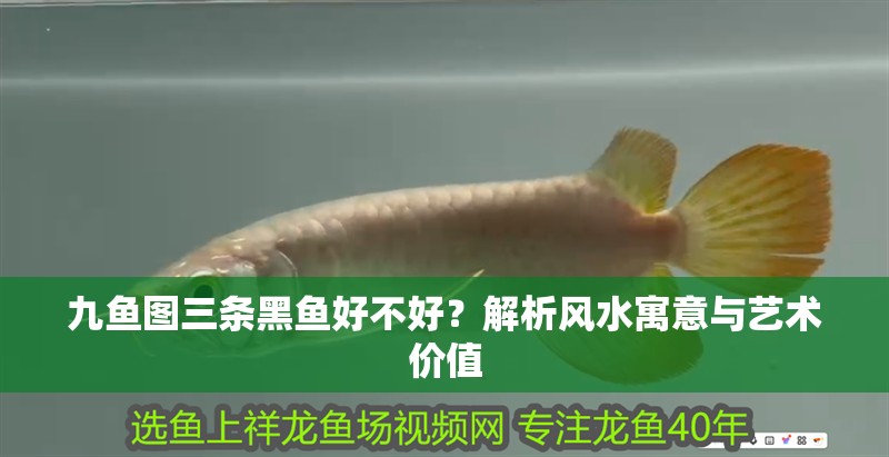 九魚(yú)圖三條黑魚(yú)好不好？解析風(fēng)水寓意與藝術(shù)價(jià)值
