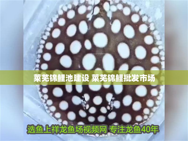 萊蕪錦鯉池建設 萊蕪錦鯉批發(fā)市場 萊蕪錦鯉池建設 萊蕪錦鯉批發(fā)市場 龍魚百科 第1張