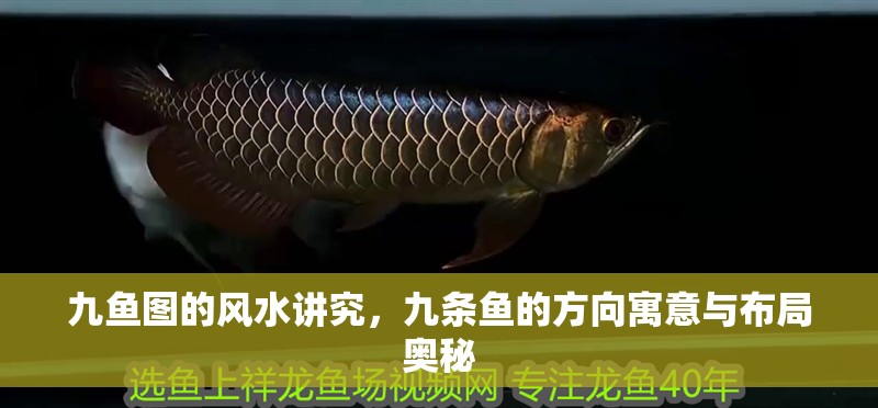 九魚圖的風水講究，九條魚的方向寓意與布局奧秘 九魚圖的風水講究，九條魚的方向寓意與布局奧秘 龍魚百科 第1張