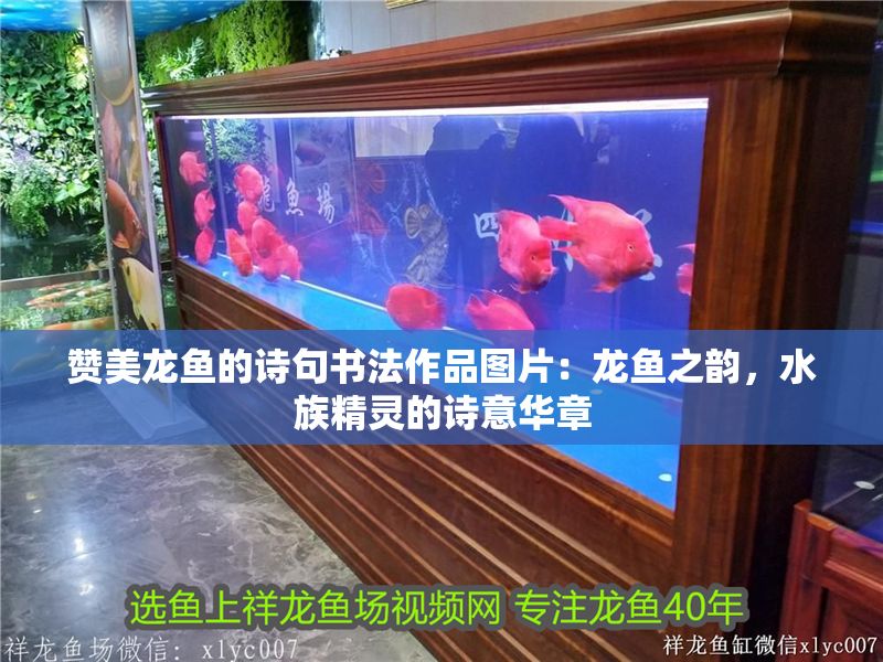 贊美龍魚的詩句書法作品圖片：龍魚之韻，水族精靈的詩意華章