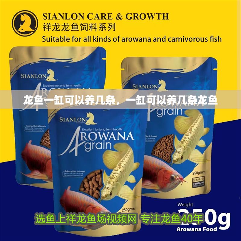 龍魚一缸可以養幾條，一缸可以養幾條龍魚