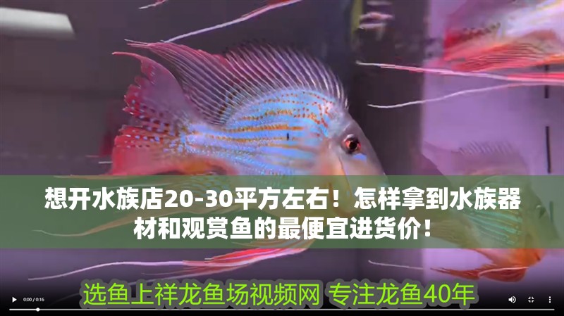 想開水族店20-30平方左右!怎樣拿到水族器材和觀賞魚的最便宜進(jìn)貨價(jià)! 全國(guó)水族館企業(yè)名錄 第1張 想開水族店20-30平方左右!怎樣拿到水族器材和觀賞魚的最便宜進(jìn)貨價(jià)! 想開水族店20-30平方左右!怎樣拿到水族器材和觀賞魚的最便宜進(jìn)貨價(jià)! 全國(guó)水族館企業(yè)名錄 第1張
