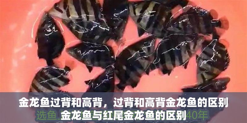 金龍魚過背和高背,過背和高背金龍魚的區(qū)別金龍魚與紅尾金龍魚的區(qū)別 龍魚百科 第2張 金龍魚過背和高背,過背和高背金龍魚的區(qū)別金龍魚與紅尾金龍魚的區(qū)別 金龍魚過背和高背,過背和高背金龍魚的區(qū)別金龍魚與紅尾金龍魚的區(qū)別 龍魚百科 第2張