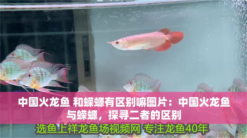 中國火龍魚 和蠑螈有區別嘛圖片：中國火龍魚與蠑螈，探尋二者的區別