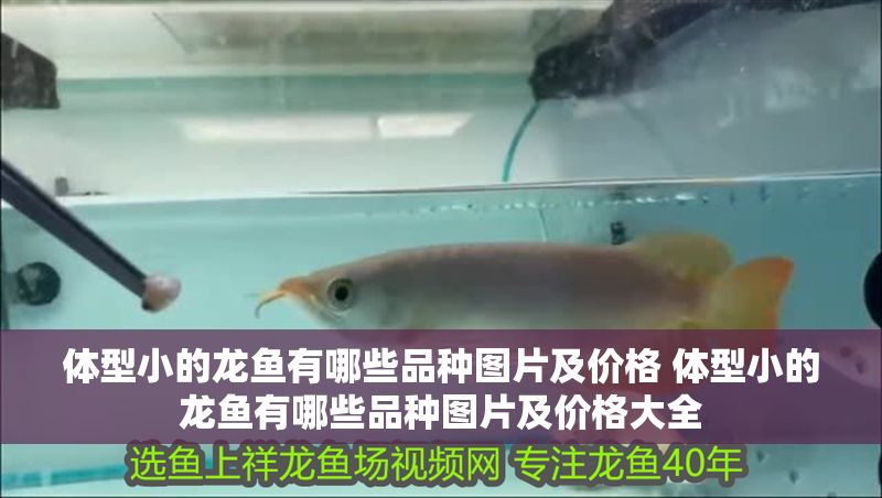 體型小的龍魚有哪些品種圖片及價格 體型小的龍魚有哪些品種圖片及價格大全