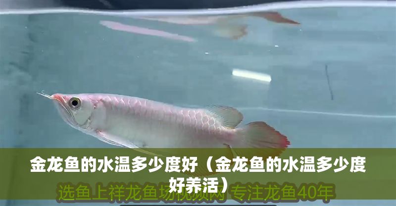 金龍魚的水溫多少度好（金龍魚的水溫多少度好養活）