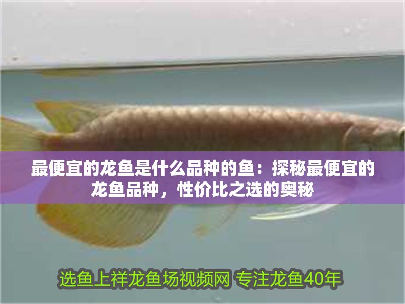 最便宜的龍魚是什么品種的魚：探秘最便宜的龍魚品種，性價(jià)比之選的奧秘