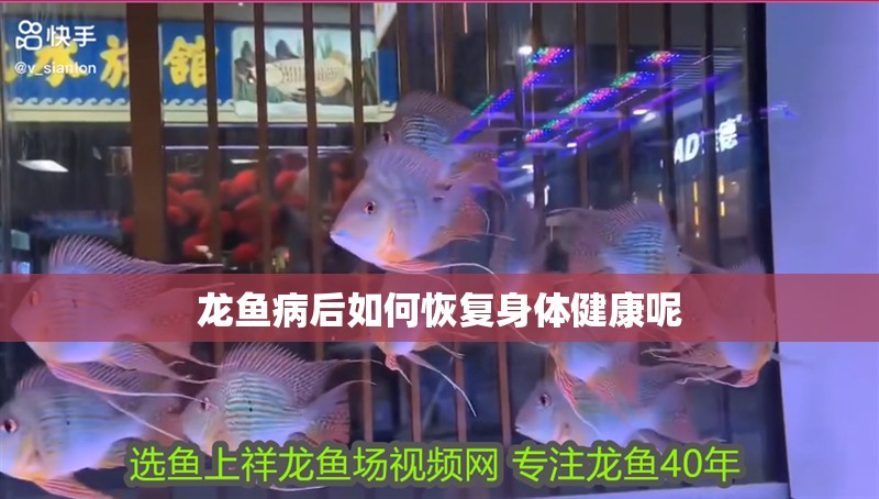 龍魚病后如何恢復身體健康呢