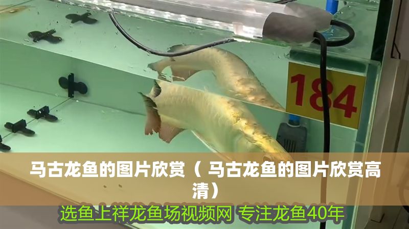 馬古龍魚的圖片欣賞（ 馬古龍魚的圖片欣賞高清）
