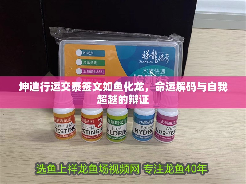 坤造行運交泰簽文如魚化龍，命運解碼與自我超越的辯證
